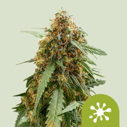 Royal Queen Seeds Sticky Queen Auto (Royal Queen Seeds)