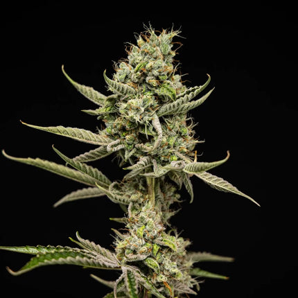 Royal Queen Seeds Sticky Queen Auto (Royal Queen Seeds)