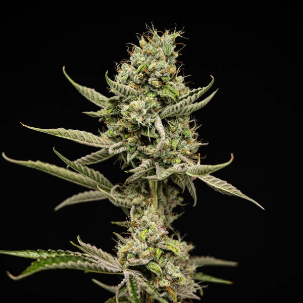 Royal Queen Seeds Sticky Queen Auto (Royal Queen Seeds)