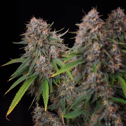 Royal Queen Seeds Sticky Queen (Royal Queen Seeds)
