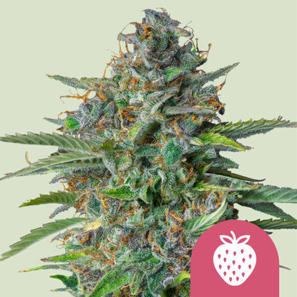 Royal Queen Seeds Strawberry Cough (Royal Queen Seeds)