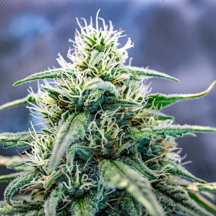 Royal Queen Seeds Strawberry Cough (Royal Queen Seeds)