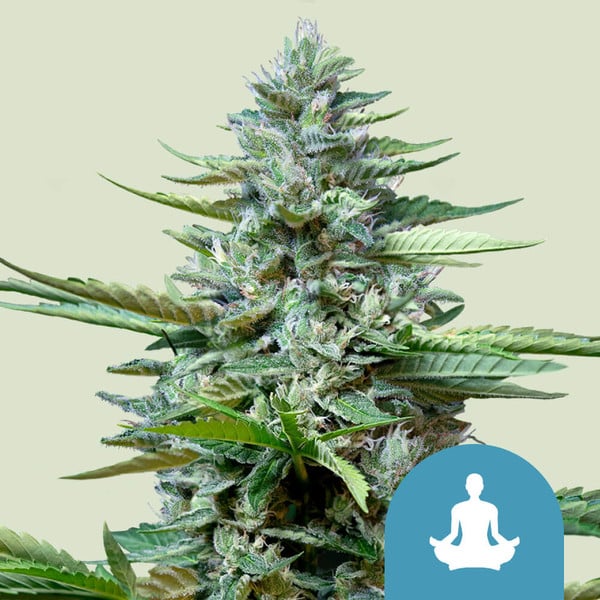 Royal Queen Seeds Stress Killer Auto (Royal Queen Seeds)