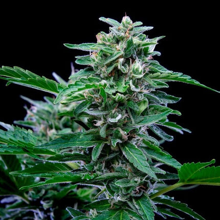 Royal Queen Seeds Stress Killer Auto (Royal Queen Seeds)