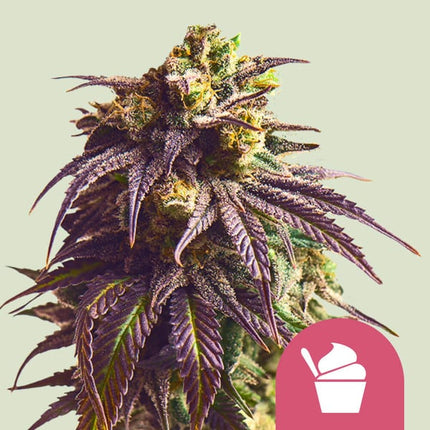 Royal Queen Seeds Sundae Driver (Royal Queen Seeds)