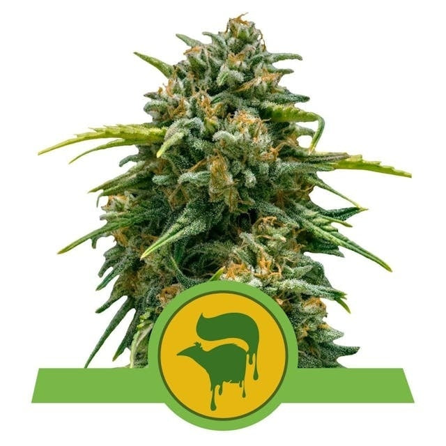 Royal Queen Seeds Sweet Skunk Auto (Royal Queen Seeds)