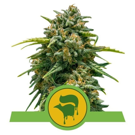 Royal Queen Seeds Sweet Skunk Auto (Royal Queen Seeds)
