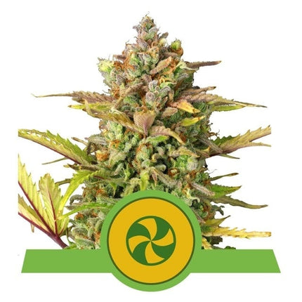 Royal Queen Seeds Sweet ZZ Auto (Royal Queen Seeds)