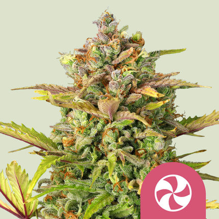 Royal Queen Seeds Sweet ZZ (Royal Queen Seeds)