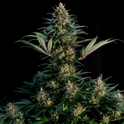Royal Queen Seeds Sweet ZZ (Royal Queen Seeds)