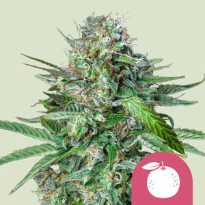 Royal Queen Seeds Tangie (Royal Queen Seeds)
