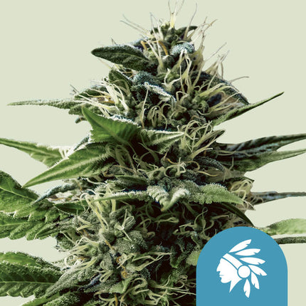 Royal Queen Seeds Tatanka Pure CBD (Royal Queen Seeds)