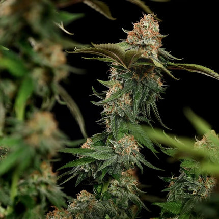 Royal Queen Seeds Tatanka Pure CBD (Royal Queen Seeds)