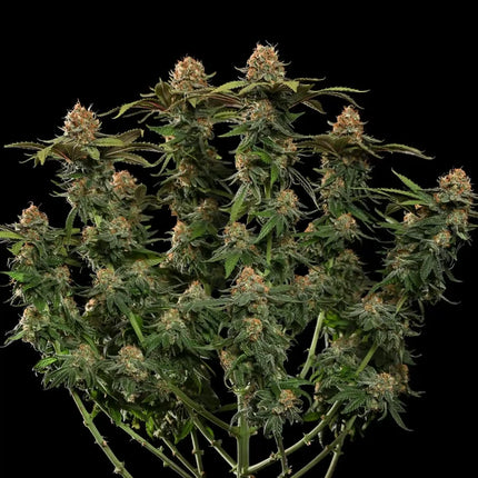 Royal Queen Seeds Tatanka Pure CBD (Royal Queen Seeds)