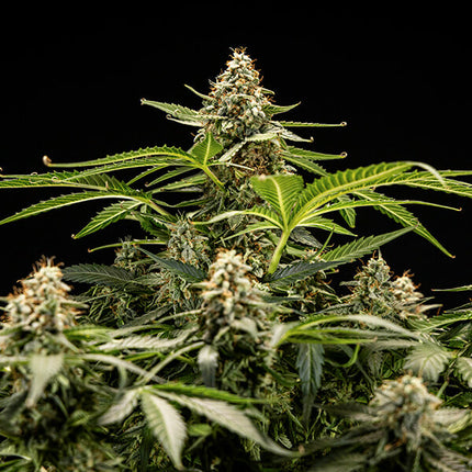 Royal Queen Seeds Titan F1 (Royal Queen Seeds)