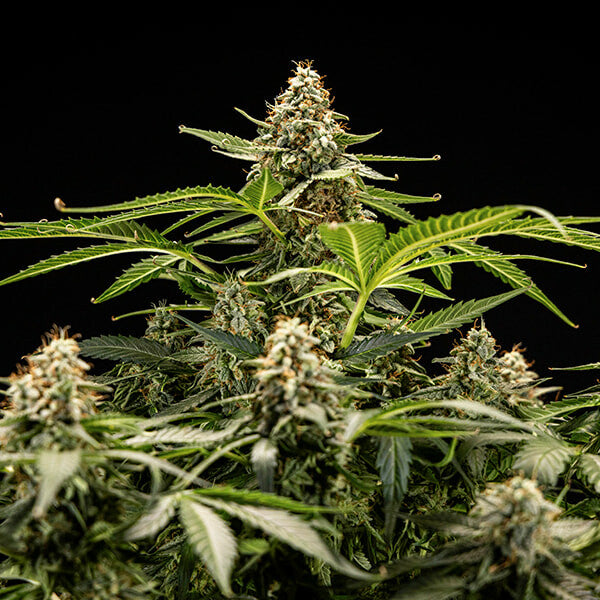 Royal Queen Seeds Titan F1 (Royal Queen Seeds)
