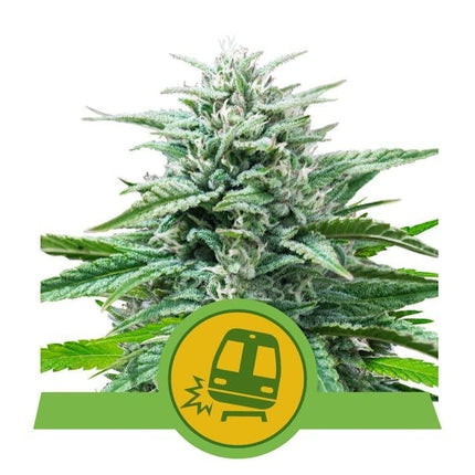 Royal Queen Seeds Trainwreck Auto (Royal Queen Seeds)