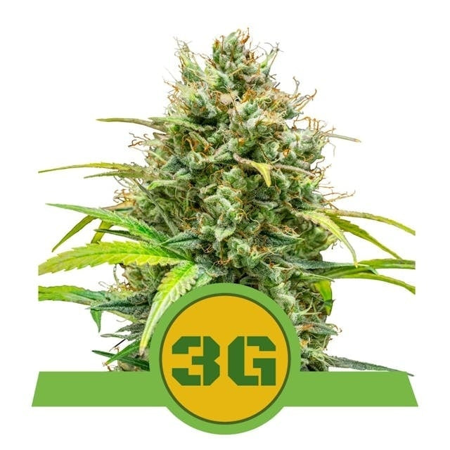 Royal Queen Seeds Triple G Auto (Royal Queen Seeds)