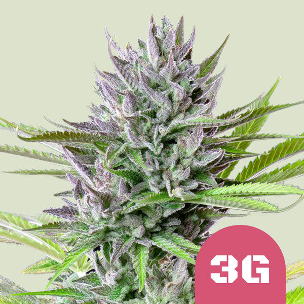 Royal Queen Seeds Triple G (Royal Queen Seeds)