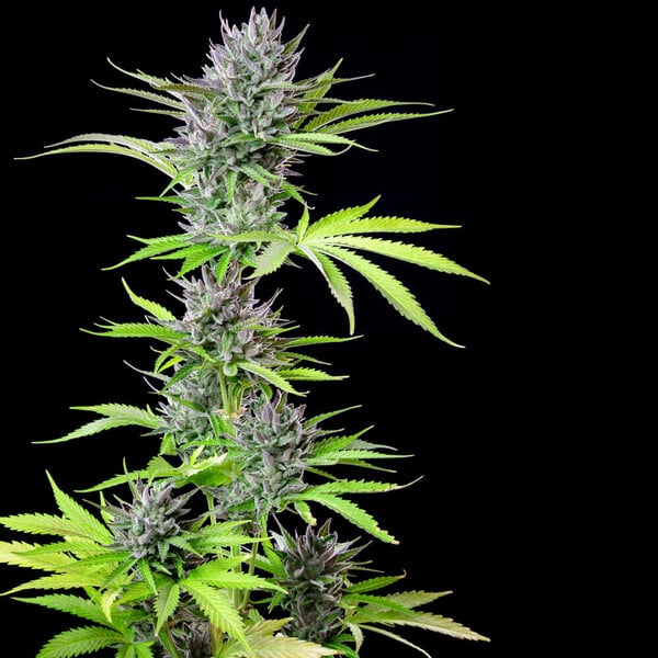 Royal Queen Seeds Triple G (Royal Queen Seeds)