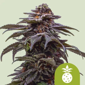 Royal Queen Seeds Tropicana Cookies Purple Auto (Royal Queen Seeds)