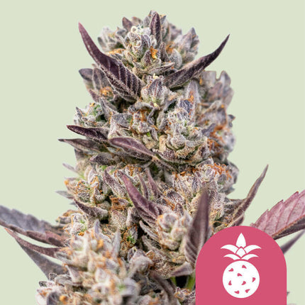 Royal Queen Seeds Tropicana Cookies Purple (Royal Queen Seeds)