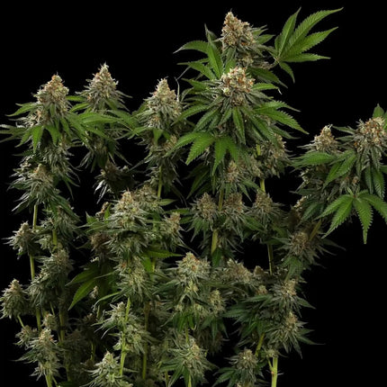 Royal Queen Seeds Tropicana Cookies Purple (Royal Queen Seeds)