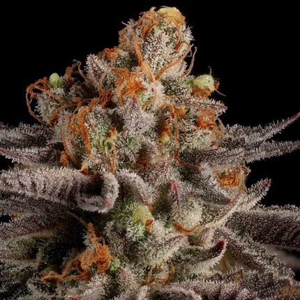 Royal Queen Seeds Tropicana Cookies Purple (Royal Queen Seeds)
