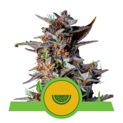 Royal Queen Seeds Watermelon Auto (Royal Queen Seeds)