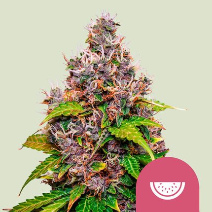 Royal Queen Seeds Watermelon (Royal Queen Seeds)