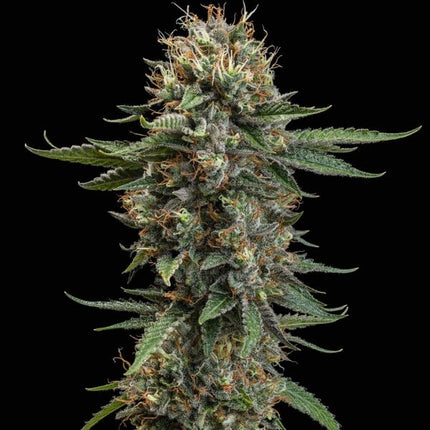 Royal Queen Seeds Watermelon (Royal Queen Seeds)