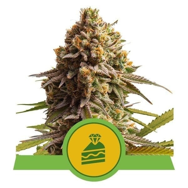Royal Queen Seeds Wedding Cake Auto (Royal Queen Seeds)