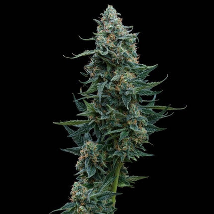 Royal Queen Seeds Wedding Cake (Royal Queen Seeds)