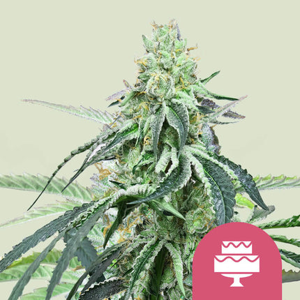 Royal Queen Seeds Wedding Gelato (Royal Queen Seeds)