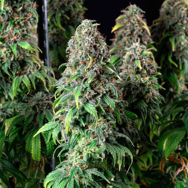 Royal Queen Seeds Wedding Gelato (Royal Queen Seeds)