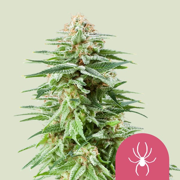 Royal Queen Seeds White Widow (Royal Queen Seeds)