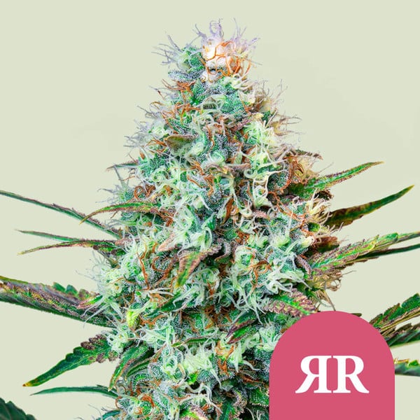 Royal Runtz (Royal Queen Seeds)
