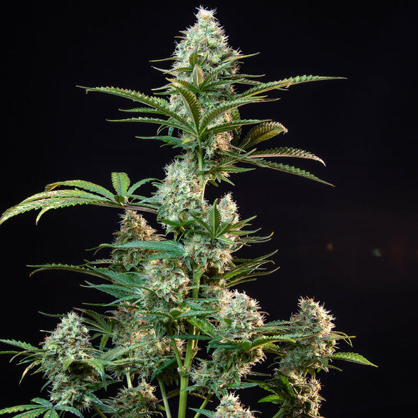 Royal Runtz (Royal Queen Seeds)
