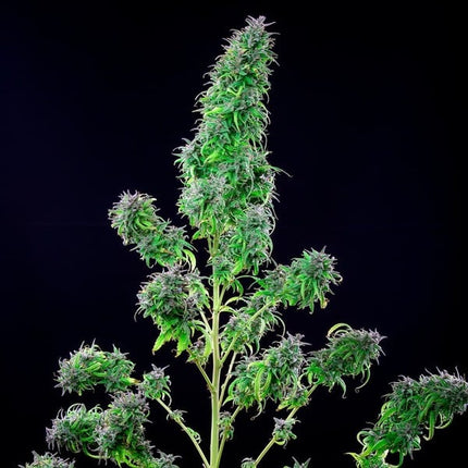 Royal THCV (Royal Queen Seeds)