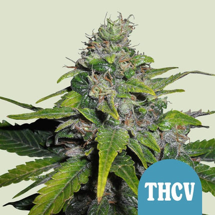 Royal THCV (Royal Queen Seeds)