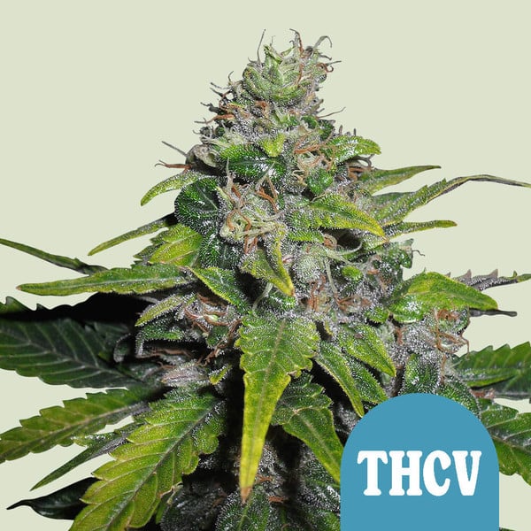 Royal THCV (Royal Queen Seeds)