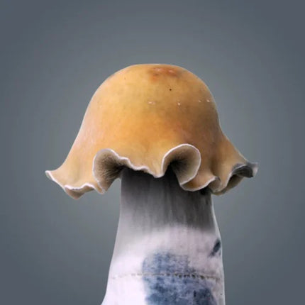 Royale Flush Golden Bluey Vuitton Growkit - 1200cc