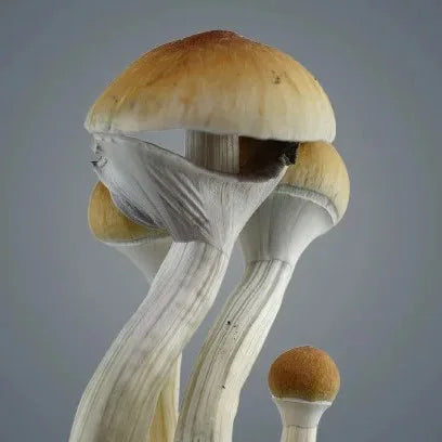 Royale Flush Golden Teacher Growkit - 1200cc