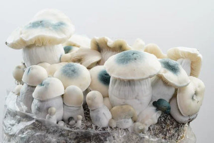 Royale Flush Iceberg Growkit - 1200cc