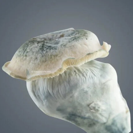 Royale Flush Melmac 116 Growkit - 1200CC