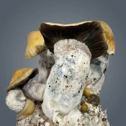 Royale Flush Penis Envy Giganticys Growkit - 1200CC