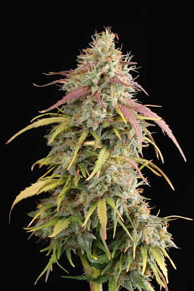 Seedstockers AK420 Auto - 3 Zaden (Seedstockers)