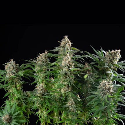 Sherbet Queen (Royal Queen Seeds)