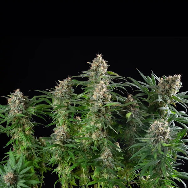 Sherbet Queen (Royal Queen Seeds)