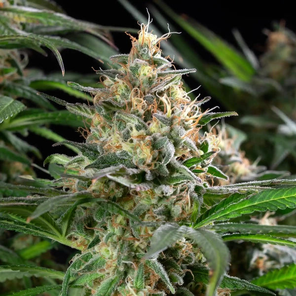 Sherbet Queen (Royal Queen Seeds)